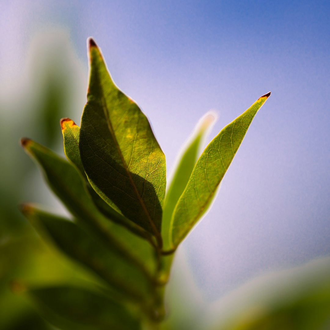 Backlit green leaves against a blue sky, symbolising growth and new beginnings